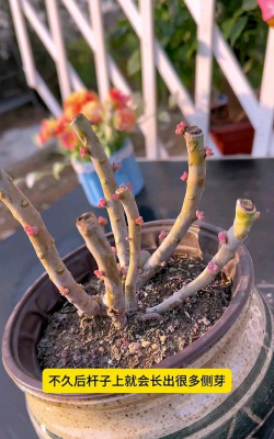 家庭养花用生根粉