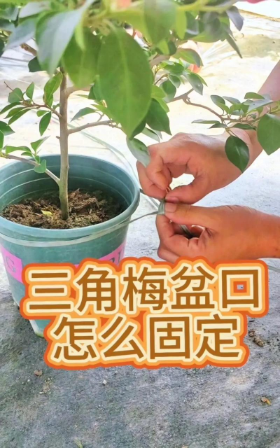 怎么自制三角梅