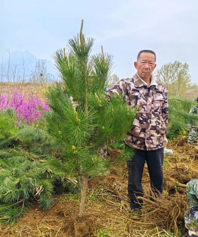 油松什么时候栽最好