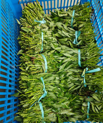 空心菜什么时候种杭州