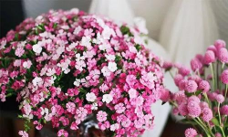 相思梅花束怎么水养