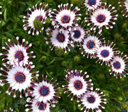 蓝目菊怎么养爆盆