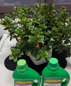 家庭养花用生根粉