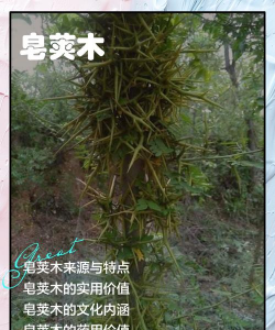 皂角树的木头有什么作用