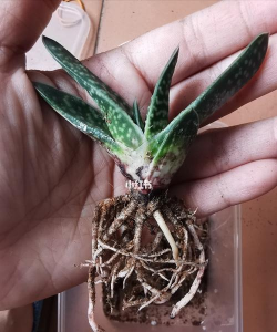 子宝的根是什么样子