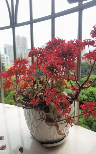 家庭养花用生根粉