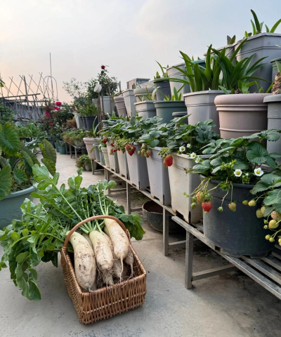 家庭养花用生根粉