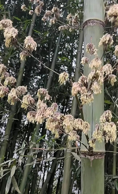竹子一般什么时候开花