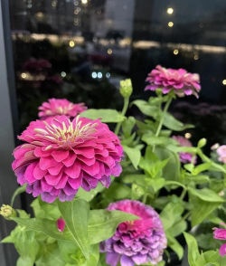 多花百日菊怎么养护