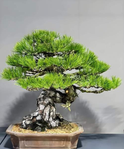 黑松盆景如何护养