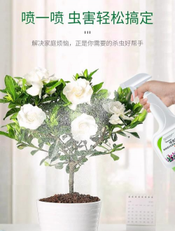 家庭养花用生根粉