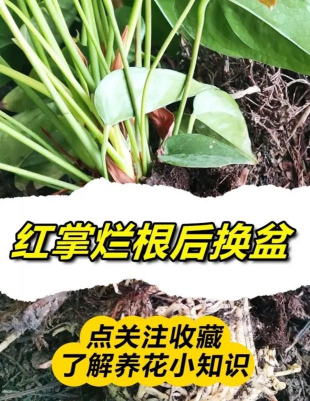 红掌根腐烂怎么办