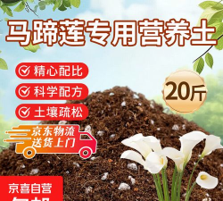 马蹄莲盆栽需要什么土