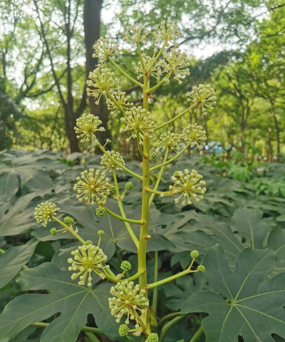 八角金盘属于什么种