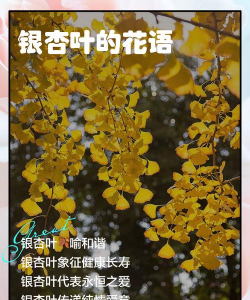 银杏叶花朵是什么意思