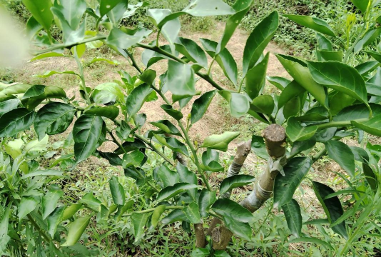 家庭养花用生根粉