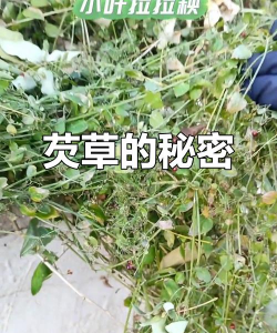拉拉球根植物什么样子