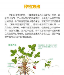 如何购买草莓幼苗 如何购买草莓幼苗