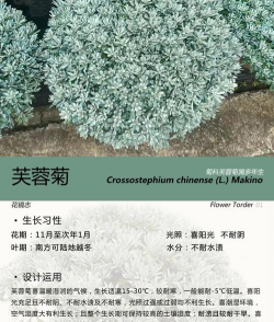 芙蓉菊的花名字叫什么