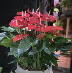 家庭养花用生根粉