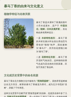 暴马丁香为什么叫暴马