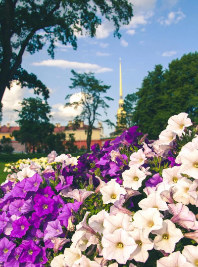 矮牵牛花的别名是什么