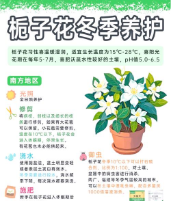 冬天栀子花什么时候开