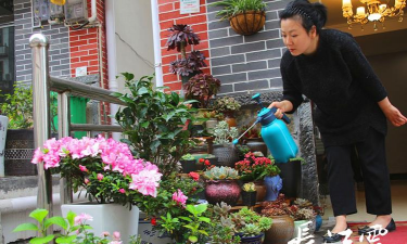 家庭养花用生根粉