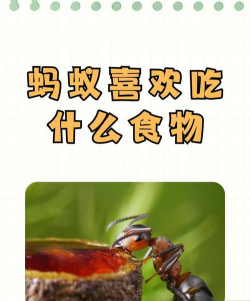 蚂蚁吃香油会怎么样