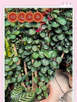 金钱兜开什么样的花