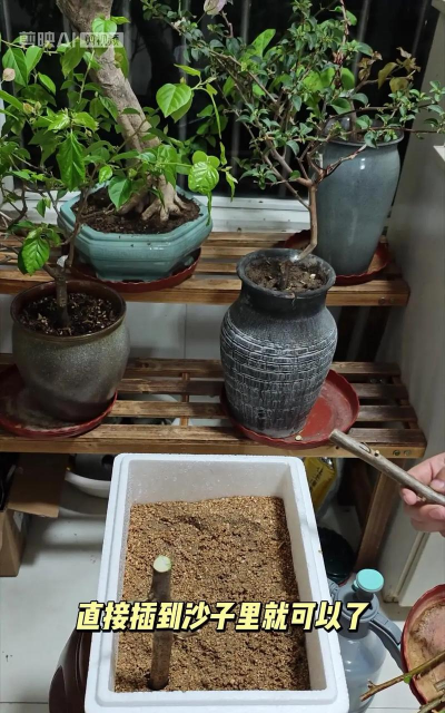 家庭养花用生根粉