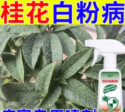桂花树枯斑病用什么药