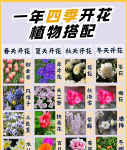 怎么找到四季之花