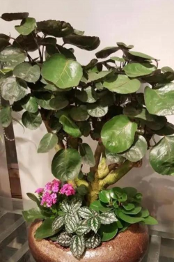 家庭养花用生根粉