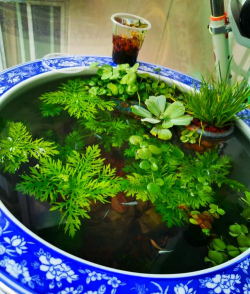 家庭养花用生根粉