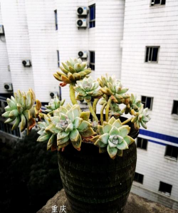 多肉植物淡雪怎么养