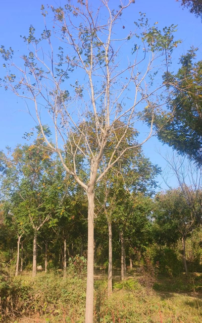 柳州什么地方有栾树卖