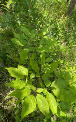 大头参花的叶子什么样