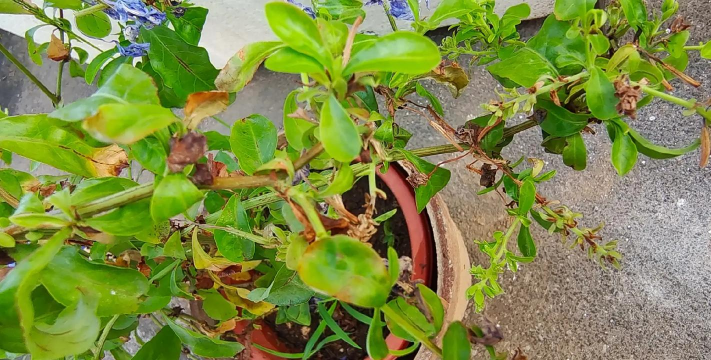 家庭养花用生根粉