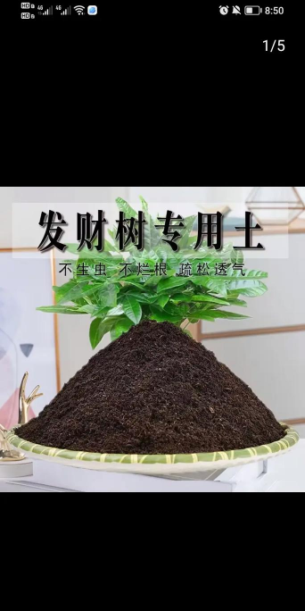 发财树需要什么花土