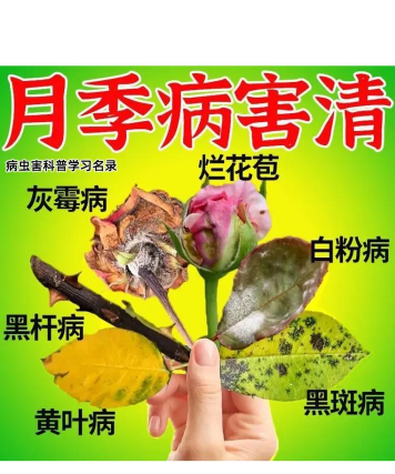 家庭养花用生根粉