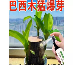 家庭养花用生根粉