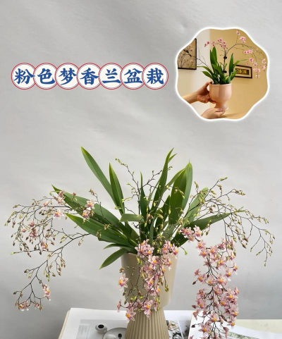 梦香兰的花香是什么味