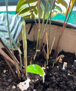 家庭养花用生根粉