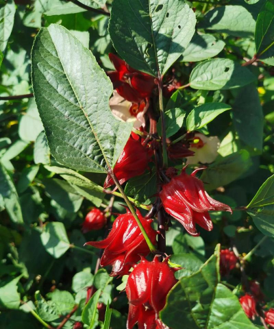 玖瑰茄什么时候开花