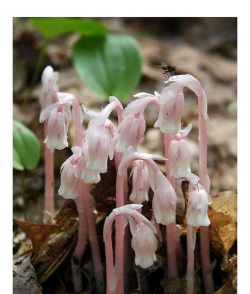 水晶兰是什么样子的花