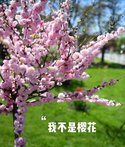 榆叶梅的yu怎么写