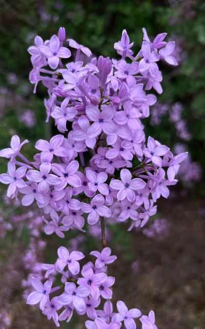 紫丁香花色是什么颜色