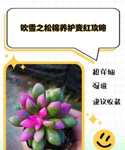 多肉吹雪怎么养才会红