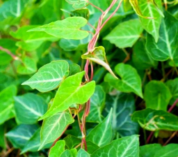 何首乌叶子长什么样孑